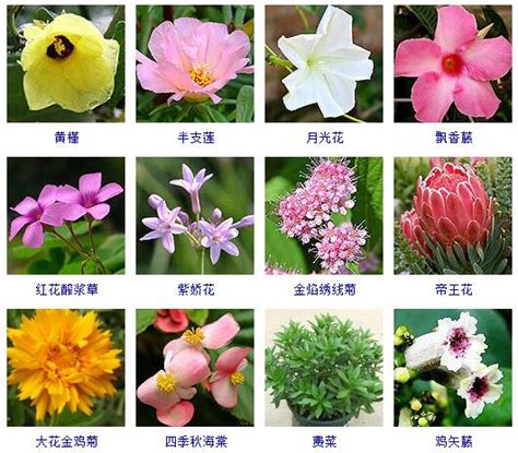 什麼花|花種類大全：認識100種花卉，逛花市不再迷茫 